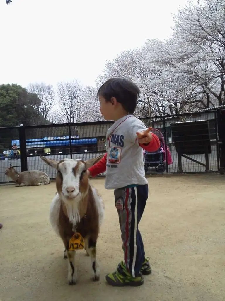 🏞️ 지코잔야마 공원 어린이 동물원 (智光山公園こども動物園) 이미지 8